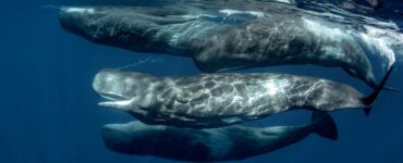 a pod of sperm whales in the ocean