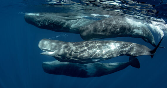 a pod of sperm whales in the ocean