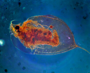 a microscopic zooplankton up close