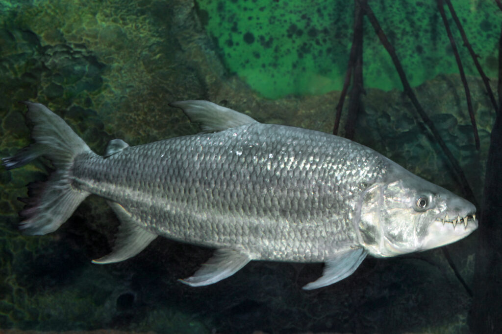The Real Reason Why "River Monsters" Was Cancelled