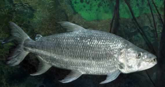 an african tigerfish underwater