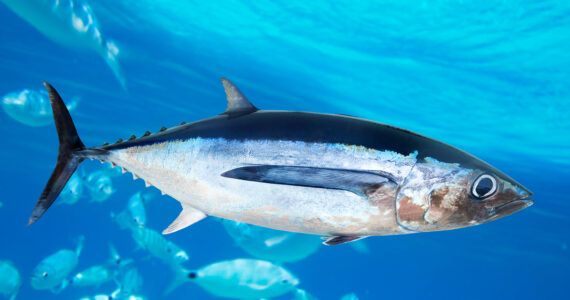albacore fish in the ocean