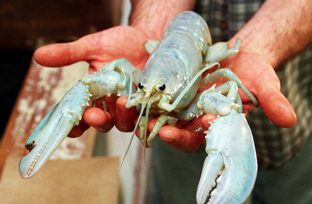 person holding an albino lobster