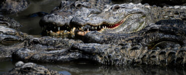 a lot of alligators in the water