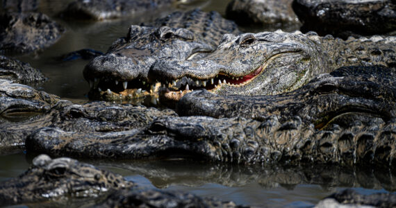 a lot of alligators in the water