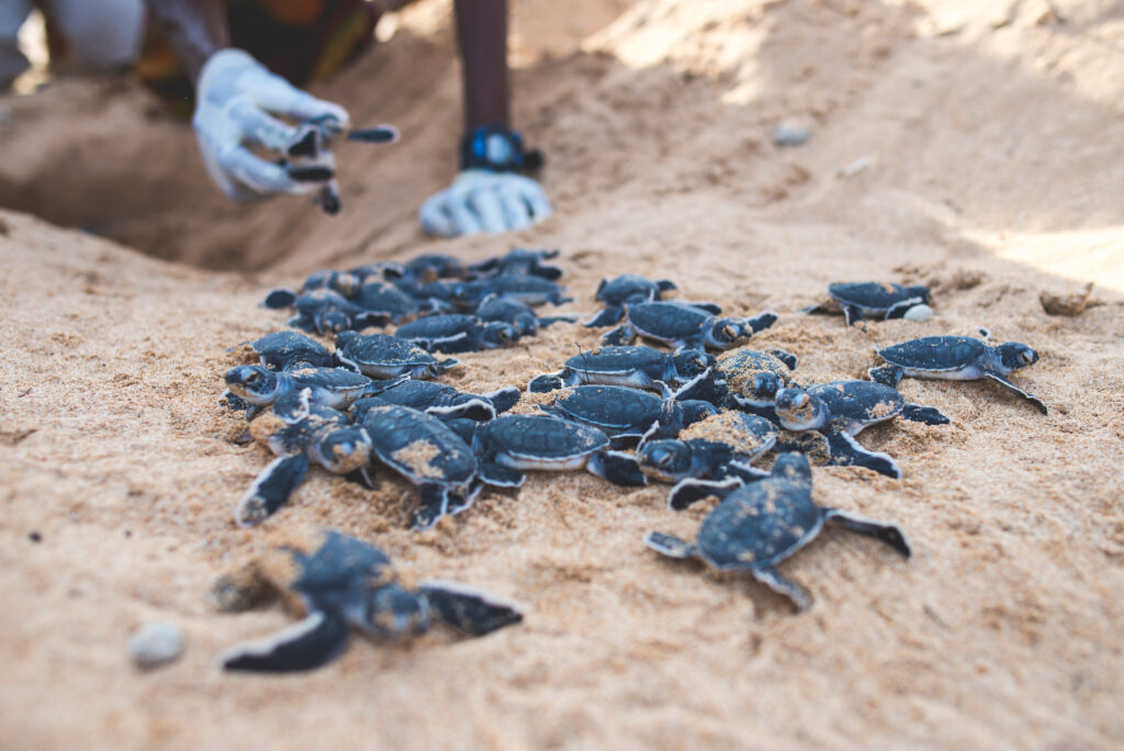 a researcher releasing baby sea turtles in the sand