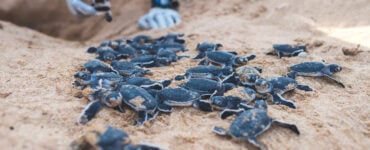 a researcher releasing baby sea turtles in the sand