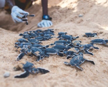 a researcher releasing baby sea turtles in the sand