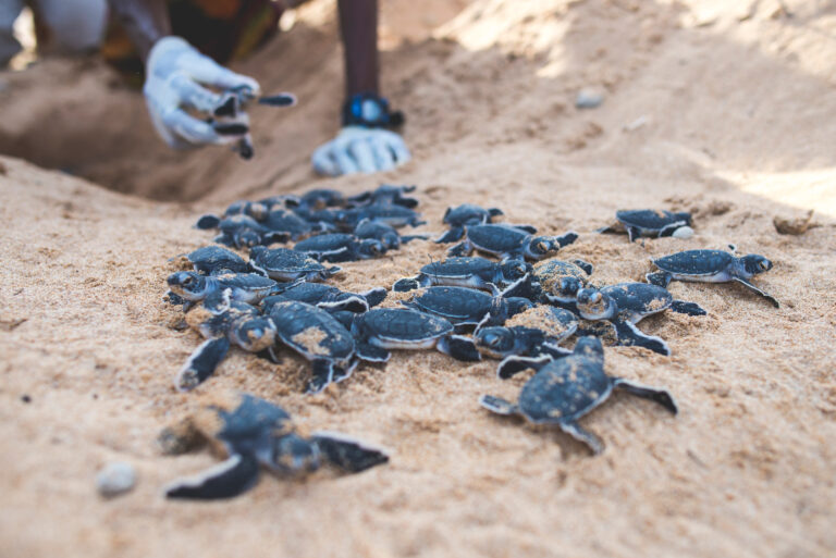 Sea Turtles Rescued Hundreds of Baby Sea Turtles Rescued From Poachers, Released into the Ocean
