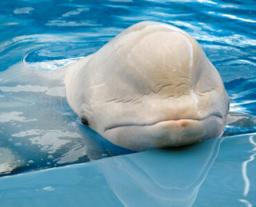 a beluga whale in a tank