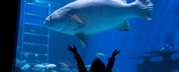 a giant sea bass in an aquarium