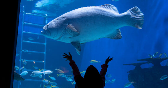 a giant sea bass in an aquarium