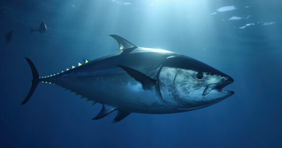 a rendering of the biggest tuna ever recorded