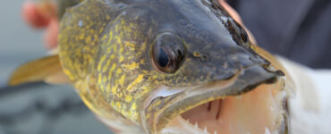 person holding a big walleye