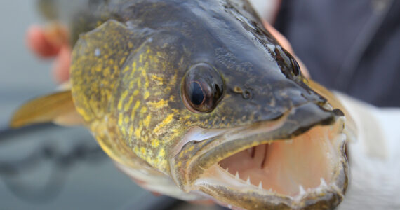 person holding a big walleye