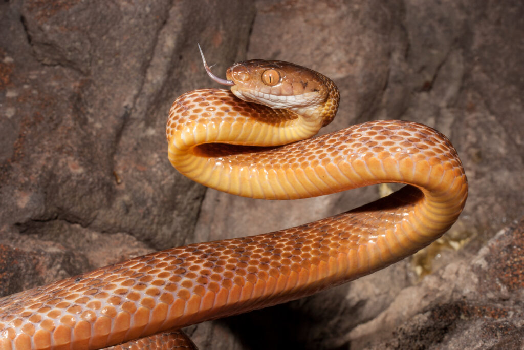 a brown tree snake