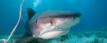 a close up of a tiger shark underwater