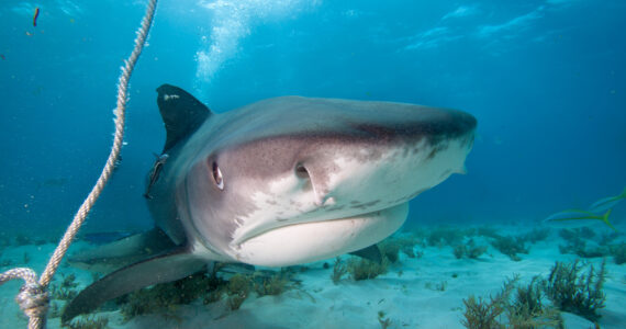 a close up of a tiger shark underwater