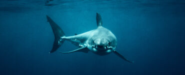 a great white shark in the ocean