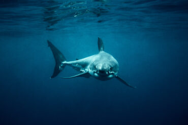Cape Cod Great White Sharks