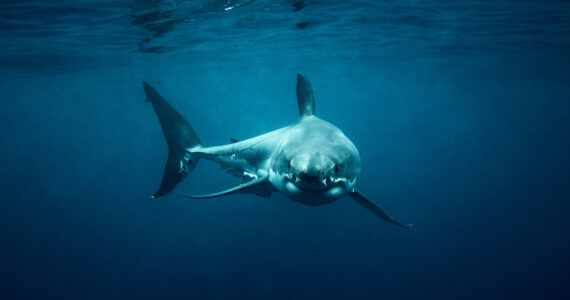 a great white shark in the ocean