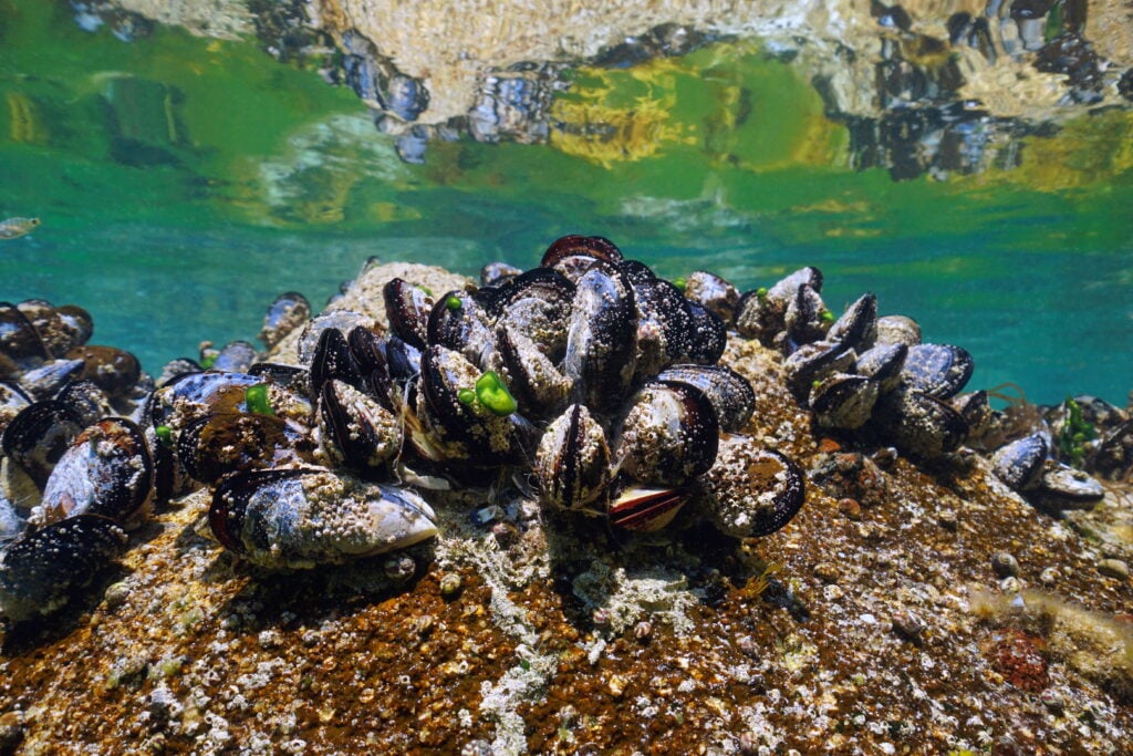 mussels in the ocean
