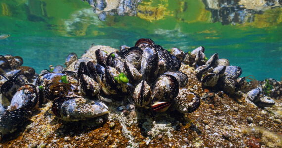 mussels in the ocean