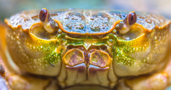 a close up of a european crab