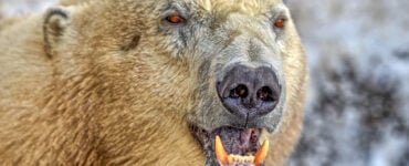 close up of a polar bear