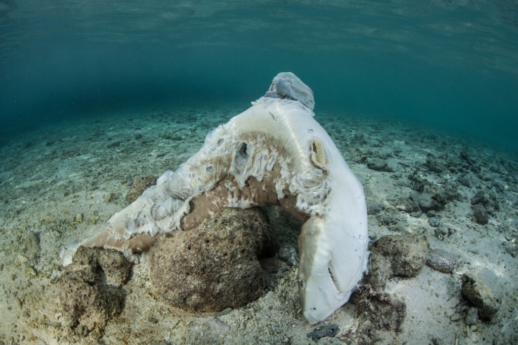 a dead shark at the bottom of the ocean