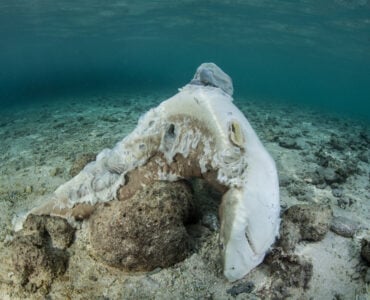 a dead shark at the bottom of the ocean