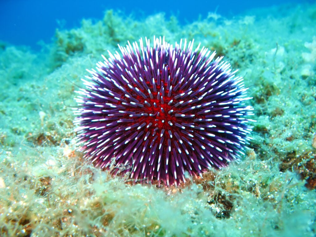 a colorful but dangerous sea urchin