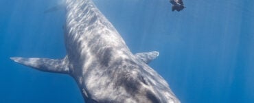 a diver swimming with a blue whale