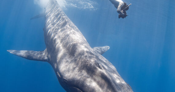 a diver swimming with a blue whale