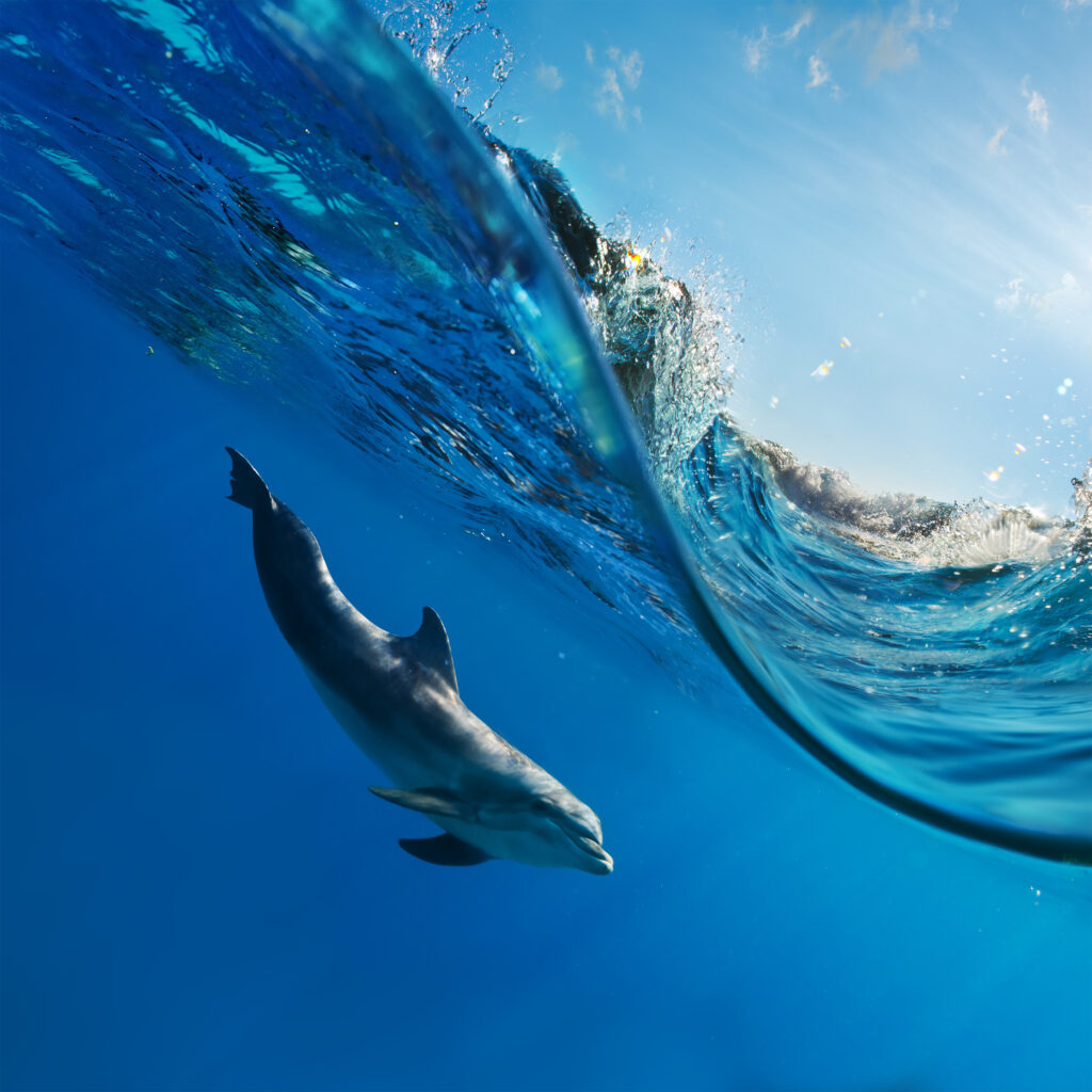 a dolphin swimming beneath the waves