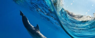 a dolphin swimming beneath the waves