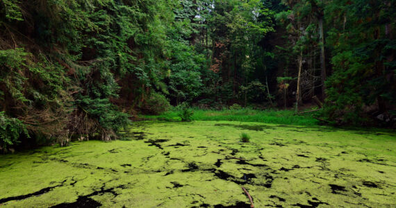 eutrophication happening in a lake
