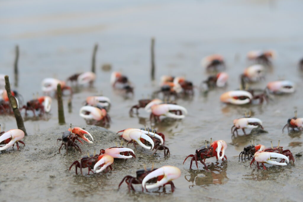 fiddler crabs on the beach