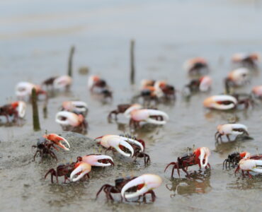 fiddler crabs on the beach