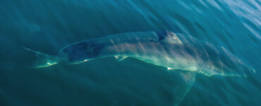 massive great white shark in the ocean