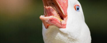 a goose with its mouth open