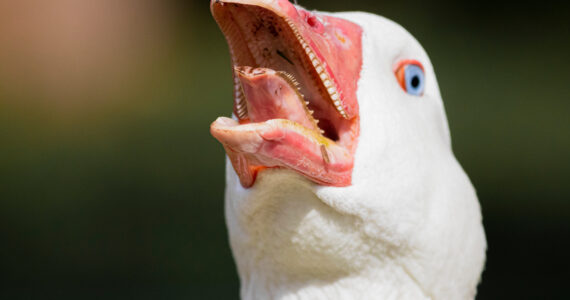 a goose with its mouth open