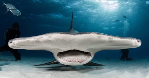 hammerhead shark up close