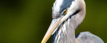 close up of a heron