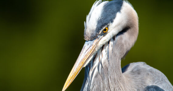 close up of a heron