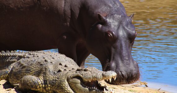 a hippo and a crocodile