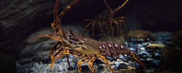two lobsters ina cave underwater