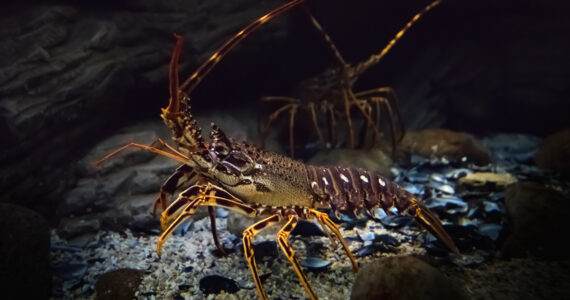 two lobsters ina cave underwater