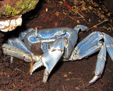 an invasive blue land crab in the earth
