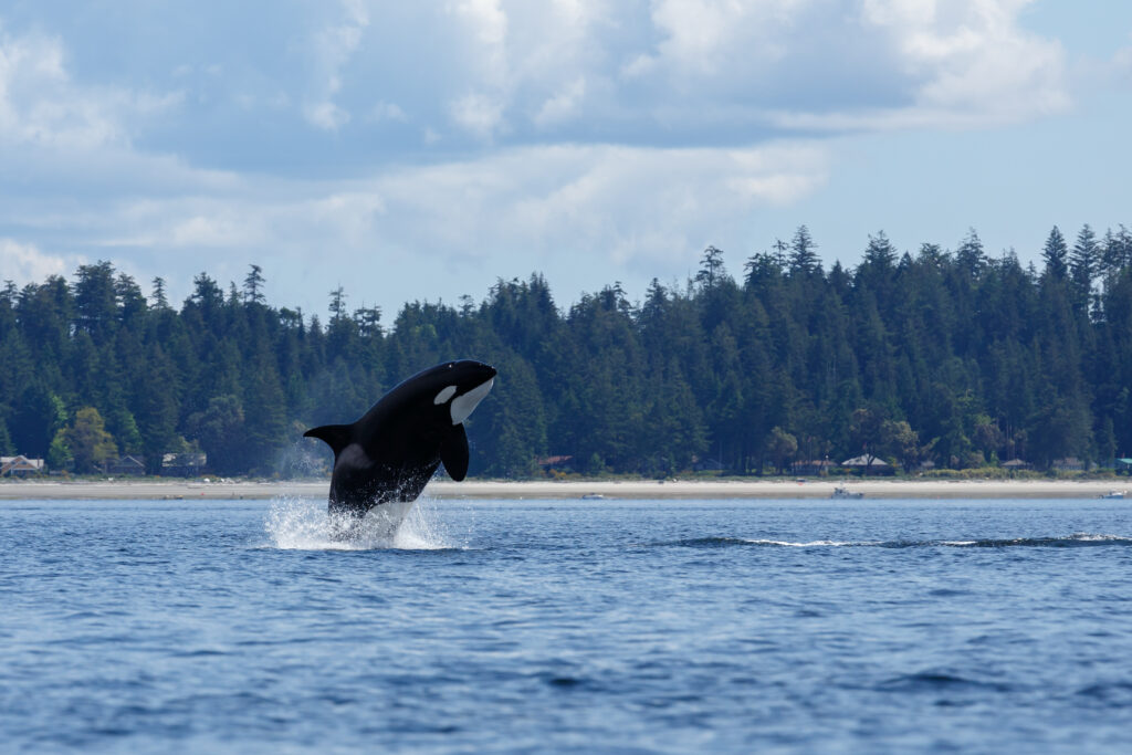 a killer whale leaping from the water